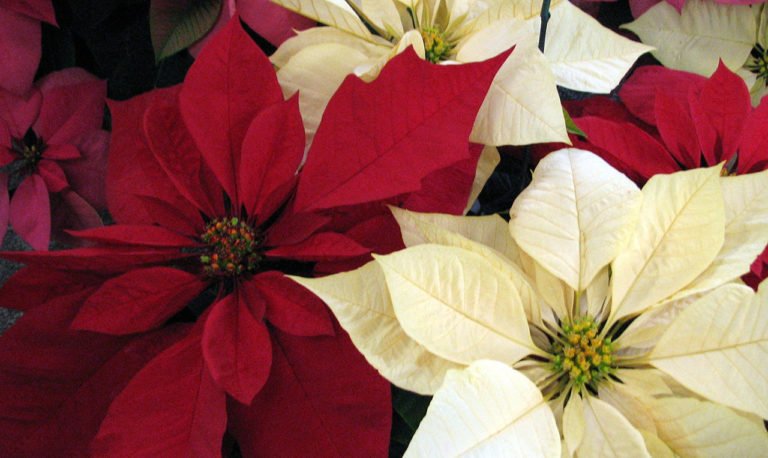 Poinsettias