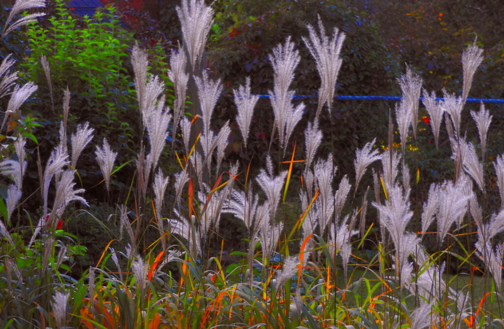 feather reed grass