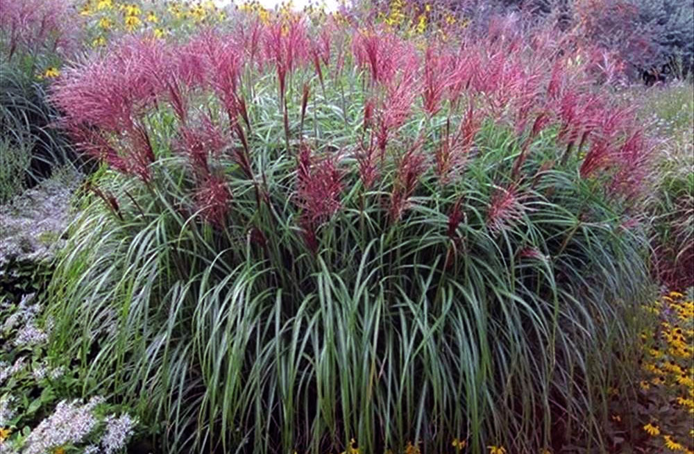 5 Types of Ornamental Grass, Perfect for Decorating the Garden Spot